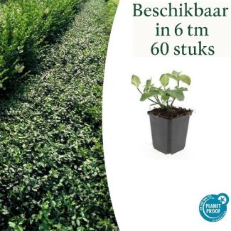 6 bis 60 Stück Kardinalshülsen / Euonymus fortunei 'Dart's Blanket', Starker winterharter Bodendecker - ↕10-25cm - Ø9cm