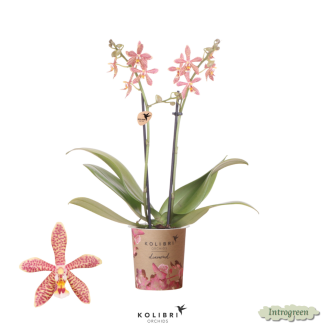 Besondere Spinnenorchidee, Farbe Orange, Phalaenopsis-Orchideen, Topfgröße 09 cm