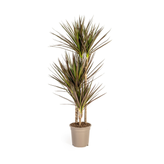 Dracaena Marginata Magenta kamerplant met roodachtige bladranden in pot