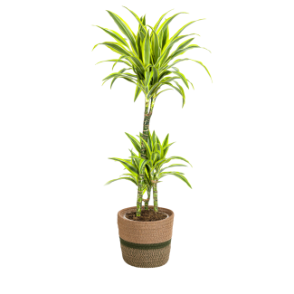 Dracaena deremensis Lemon Lime im Ziertopf ↕90–110 cm oder ↕130–150 cm - Ø21/24 cm