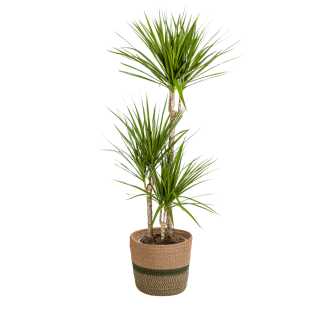 Dracaena Marginata Green met mand ↕110-130