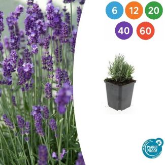 Echter Zwerglavendel ‘Dwarf Blue’ | 6 t/ 60 stück | Kompakte, duftende Lavendelpflanze für Beet, Topf und Hecke