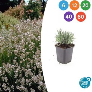 Lavendel Edelweiss - Lavandula intermedia ‘Edelweiss’ ↕10-25cm - Ø9cm - 6 t/m 60 stuks