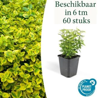 Euonymus fortunei 'Emerald 'n Gold' – Immergrüne Kardinalsmütze mit buntem Blatt (Sätze von 6 bis 60)