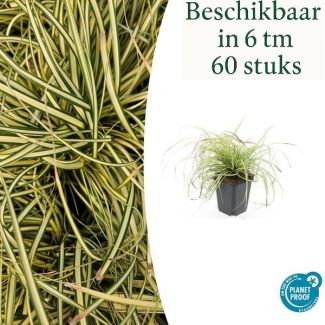 Japanische Segge / Schatten-Segge Evergold, Grün mit Goldgelbem Mittelstreifen, Carex oshimensis Evergold - ↕10-25cm - Ø9cm