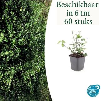 6 bis 60 Stück Kardinalmütze / Euonymus fortunei 'Coloratus' - ↕10-25cm - Ø9cm