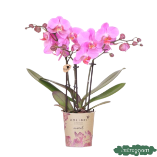 Schmetterlingsorchidee Frederikstad