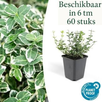 6 bis 60 Stück Euonymus fortunei 'Emerald Gaiety' – Japanischer Spindelstrauch – Immergrüner Zierstrauch – Ø9 cm Topf – ca. 10–15 cm hoch