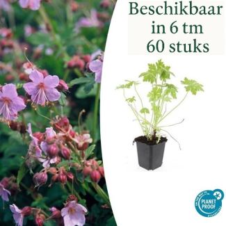 6 bis 60 Stück Storchschnabel / Geranium macrorrhizum, Lila, Blau, Rosa Blüten, Winterhart - ↕10-25cm - Ø9cm