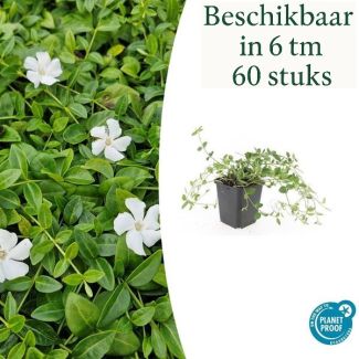6 bis 60 Stück Immergrün / Vinca minor 'Gertrude Jekyll', Schöne weiße Blüten - ↕10-25cm - Ø9cm