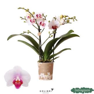 Schöne Schmetterlingsorchidee Mineral Gibraltar, Farbe Weiß mit rosa Herz, Geschenkidee, Topfgröße Ø9cm, blühende Zimmerpflanze