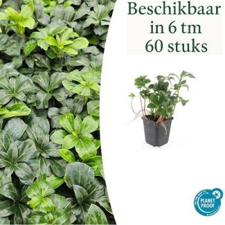 Pachysandra terminalis 'Green Sheen' / Schattenkraut / Dickmännchen - Randpflanzen / Bodendecker  ↕10-25cm