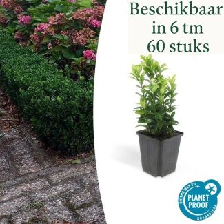 6 bis 60 Stück Japanische Kardinalshülsen 'Green Spire' – Euonymus – Heckenpflanze – Immergrün – Ø9cm – ↕15cm