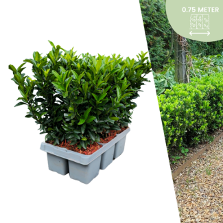 Euonymus Kardinalshüpf 'Green Spire' - Buchsbaum-Alternative | Set von 6, 12, 24, 48 oder 72 Pflanzen Ø 7 cm - ↨ 15 cm