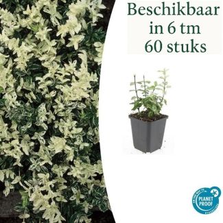 6 bis 60 Stück Kardinalmütze / Euonymus fortunei 'Harlequin', Blatt grün und creme bis weiße Töne, wintergrüne Bodendecker - ↕10-25cm - Ø9cm