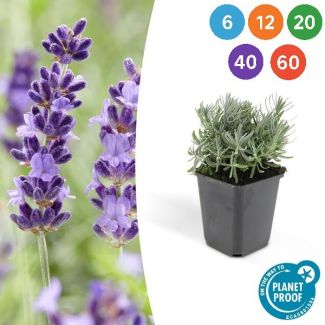 Lavendel Hidcote - Lavandula angustifolia ‘Hidcote’ ↕10-25cm - Ø9cm - 6 bis 60 Stück