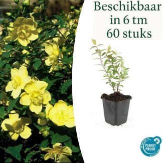 6 bis 60 Stück Johanniskraut Hidcote, Gelbe Blumen - ↕10-25cm - Ø9cm