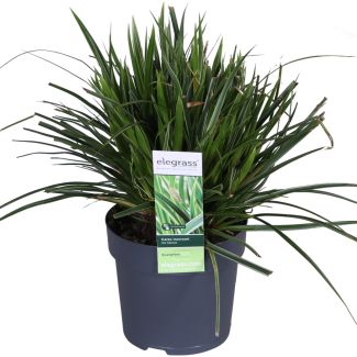 2 Stück Buntes Ziergras, Strauch, Farbe Grün mit Creme, Terrassenpflanze, Balkonpflanze, Carex morrowii Ice Dance - ↨30cm - Ø14