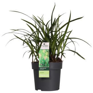 2 Stück Ziergras, Strauch, Farbe Grün, Carex morrowii 'Irish Green' - ↨30cm - Ø14