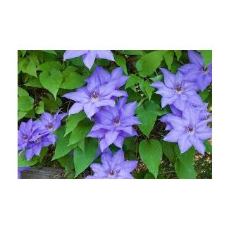 Clematis 'Jackmanii' in volle bloei met paarse bloemen