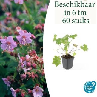 6 Stück Storchschnabel / Geranium macrorrhizum Ingwersen Variety, hellrosa Blüten, winterhart - ↕10-25cm - Ø9cm