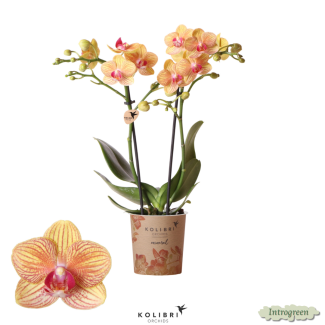 2 Stück Orange Schmetterlingspracht: Orchidee Jamaika, Ø9cm Topf, Schmetterlingsorchidee