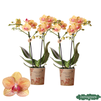 2 Stück Orange Schmetterlingspracht: Orchidee Jamaika, Ø9cm Topf, Schmetterlingsorchidee