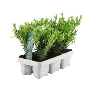 6 bis 48 Stück Japanische Stechpalme / Ilex crenata Jenny, Der perfekte Buchsbaumersatz, Grüne Hecke Ø7 cm - ↕15 cm