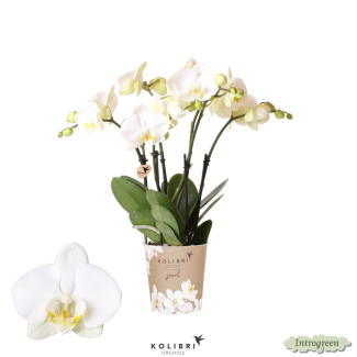 Schöne Schmetterlingsorchidee Jewel Gent, Farbe Weiß, Geschenkidee, Topfgröße Ø12cm, blühende Zimmerpflanze