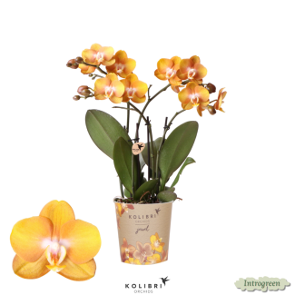 Schöne Schmetterlingsorchidee Jewels Las Vegas, Farbe Orange/Gold, Geschenkidee, Topfgröße Ø12cm, blühende Zimmerpflanze
