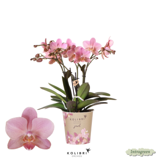 Schöne Schmetterlingsorchidee Jewel Treviso, Farbe Altrosa, Geschenkidee, Topfgröße Ø12cm, blühende Zimmerpflanze