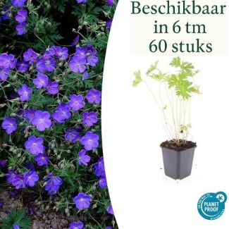 6 - 60 Stuks Geranium Ooievaarsbek Johnsons Blue, Prachtige Blauwe Bloemen, Winterhard - ↕10-25cm - Ø9cm