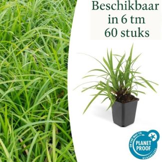6 bis 60x Japanische Segge 'Irish Green' Carex morrowii, pflegeleichte Außenpflanze