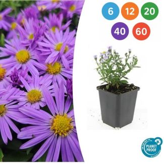 Aster Prof. Anton Kippenberg – Bodendeckender Herbstaster – 6 bis 60 Stück