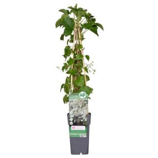 Selbstklebende Kletterhortensie mit weißen Blüten 1, 3 oder 4 Stück