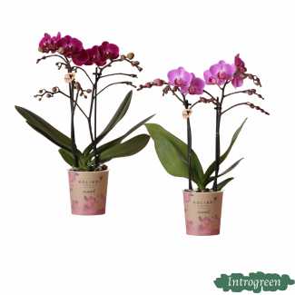 Überraschungsbox mit 2 Schönen Schmetterlingsorchideen in Der Selben Farbe, Ø9cm