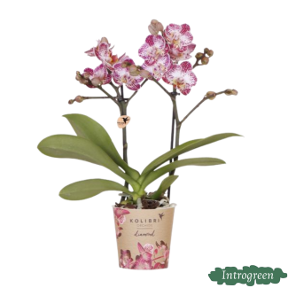 Schmetterlingsorchidee Bora Bora