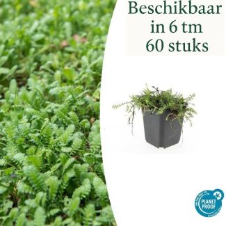 6 - 60 Stück Kupferknopf oder Leptinella squalida - Immergrüne und niedrig wachsende Gartenpflanzen