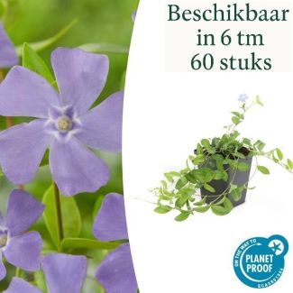 6 bis 60 Stück Kleines Immergrün / Vinca minor 'La Grave', Schattenpflanze, Blütenfarbe Hellblau-Lila - ↕10-25cm - Ø9cm