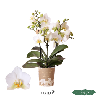 Schmetterlingsorchidee Lausanne, Farbe Weiß, blühende Zimmerpflanze, Phalaenopsis-Orchideen, Topfgröße 12 cm