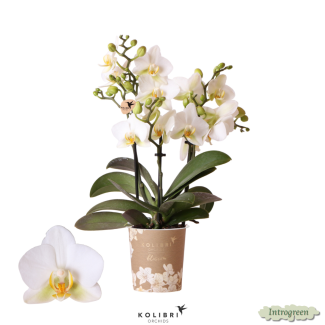 Schmetterlingsorchidee Lausanne, Farbe Weiß, blühende Zimmerpflanze, Phalaenopsis-Orchideen, Topfgröße 12 cm