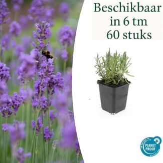 6 bis 60 Stück Lavendel Gartenpflanzen - Lavandula angustifolia 'Munstead' - ↕10-25cm - Ø9cm