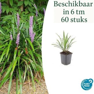 6 bis 60 Stück Wintergrünes Ziergras Liriope muscari 'Ingwersen'