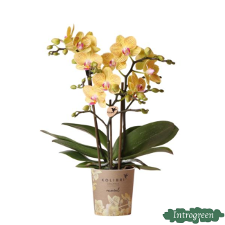 Gelbe Schmetterlingsorchidee Lima, Blühende Zimmerpflanze, Phalaenopsis-Orchidee, Ø9cm
