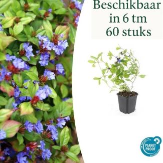 6 bis 60 Stück Bleikraut / Ceratostigma plumbaginoides, Blau/Violette Blüten, rot bis bronzefarbenes Laub im Herbst - ↕10-25cm - Ø9cm