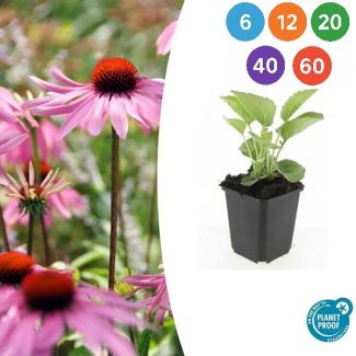 Echinacea purpurea 'Magnus' – Rote Sonnenhut mit leuchtend rosa Blüten – Ideal für Beete und Wildgärten - 6 bis 60 Stück
