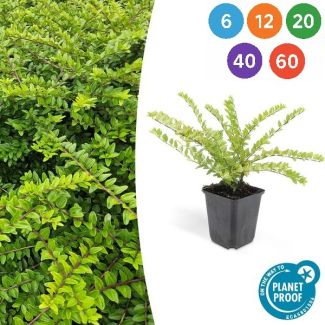 Lonicera nitida 'Maigrün' – Immergrüne Heckenpflanze, robust und schnittfreundlich, 6 bis 60 Stück