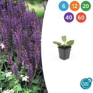 Salbei 'Mainacht' – Bossalie mit blau-violetter Blüte | 6–60 Pflanzen