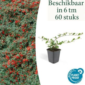 6 bis 60x Zwergmispel 'Major' Cotoneaster dammeri ↕25cm - Ø9cm starker winterharter Bodendecker