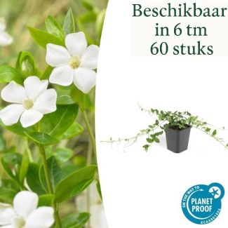 Große Maagdenpalm / Vinca Major 'Alba', Weiße Blüten, Immergrüner Bodendecker - ↕10-25cm - Ø9cm